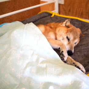 療養ケア 老犬が寝ている写真
