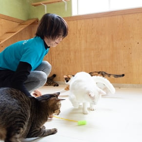 猫 遊んでいる写真