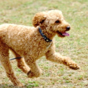 犬 遊んでいる写真