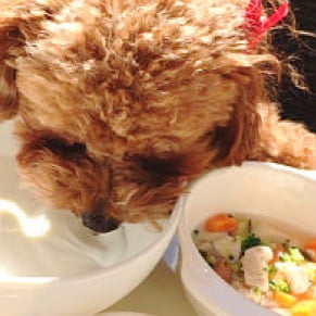 犬 ご飯食べてる写真