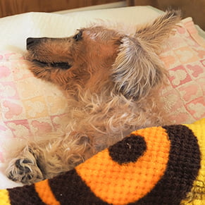 老犬が寝ている写真