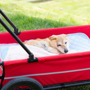 老犬が散歩している写真