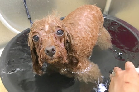 犬シャワー オゾン浴・マグネシウム浴
