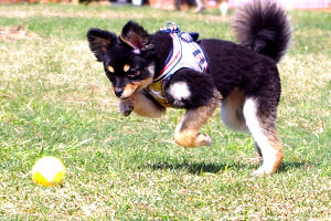 ボール遊びをする犬