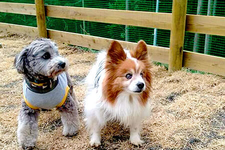 2匹の犬