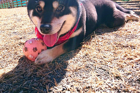 犬