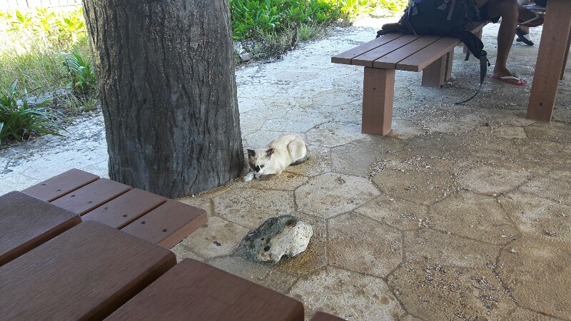 久高島で遭遇した猫ちゃん