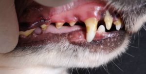 犬・猫の歯石除去はじめました。