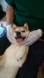 愛犬ちゃんの歯科検診
