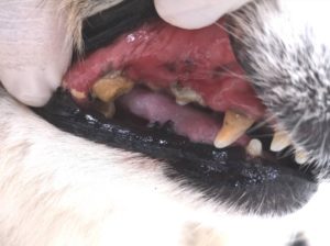 ペットの歯石除去受付中。。