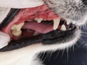 ペットの歯石除去受付中。。