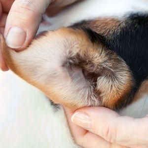 犬猫の皮膚病について