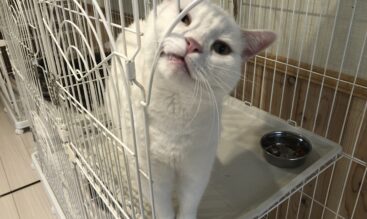 愛猫・病気別・食事療法・キャットフードについて