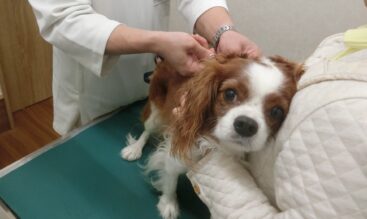 かわいいワンちゃんの命を守る！ 犬のワクチン接種