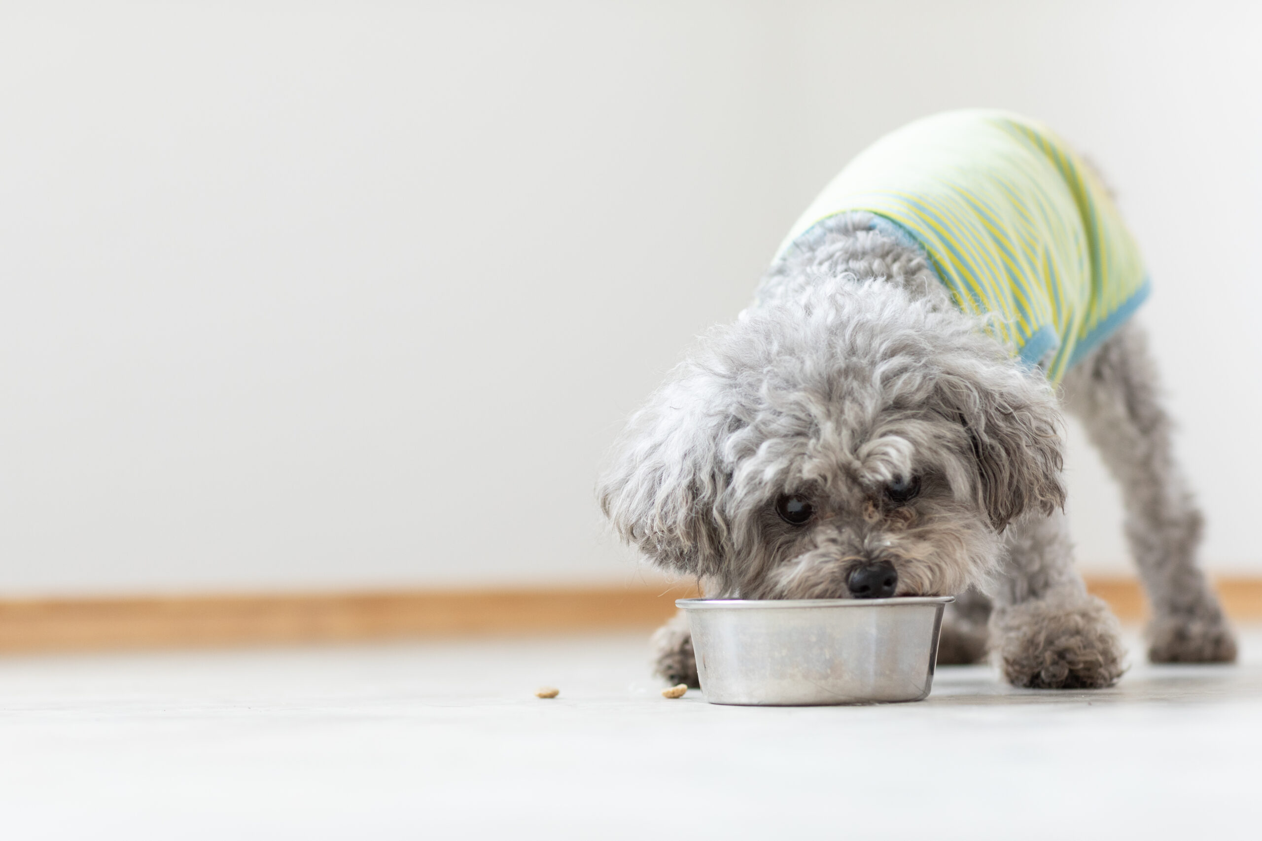 安全 安心 犬のご飯の選び方 D C キャッスル