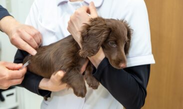 狂犬病予防ワクチン