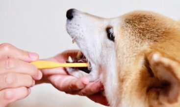 ペット（犬・猫）の歯磨き