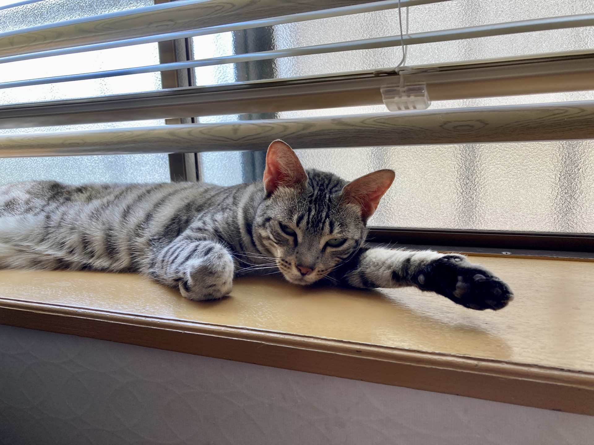 猫の熱中症にご注意 注意する症状と予防の対策 D C キャッスル