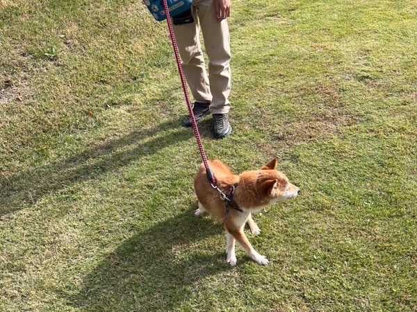 シニア犬のお散歩