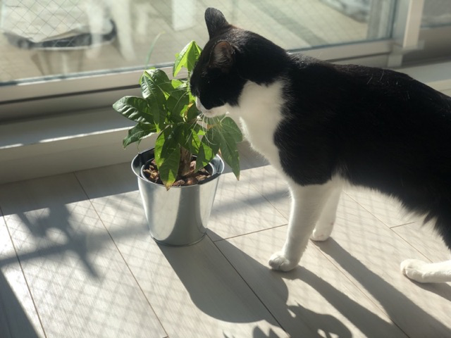 猫に危険な植物