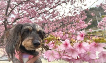 季節の変わり目 ！春に気をつけたい犬の体調管理
