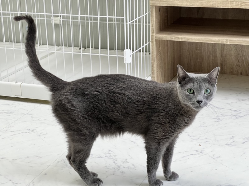 新しい犬舎・猫舎が出来ました ! - ペット複合施設 D.C.キャッスル 犬