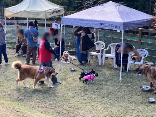 DOG RUN で超大型犬のイベントが開催されました !