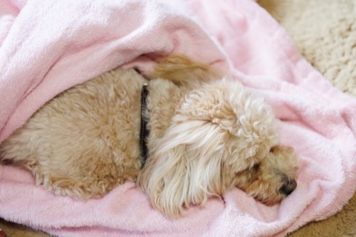 犬の風邪症状と対処法