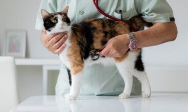 猫の健康診断 どんな検査をするの ? 何歳から ?
