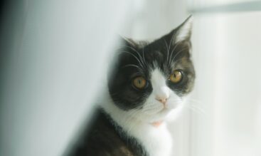 窓やドアの開けっ放し 猫の脱走にご注意を !