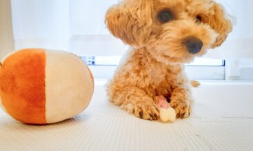 犬のストレスサイン