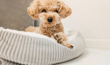 愛犬と安心して暮らすために：事故・怪我を未然に防ぐポイント