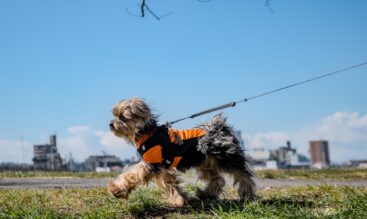 犬・猫の在宅ケア・ペットシッターサービス