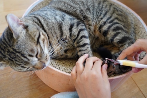 犬・猫の在宅ケア・ペットシッターサービス