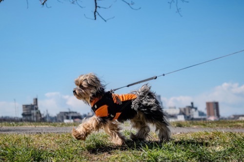 犬・猫の在宅ケア・ペットシッターサービス