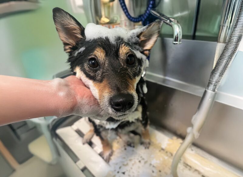 トリミングは「かわいくする」だけ？愛犬の快適な毎日を考えるお手入れ習慣