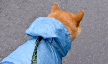 梅雨の季節は要注意! 犬の皮膚トラブル対策
