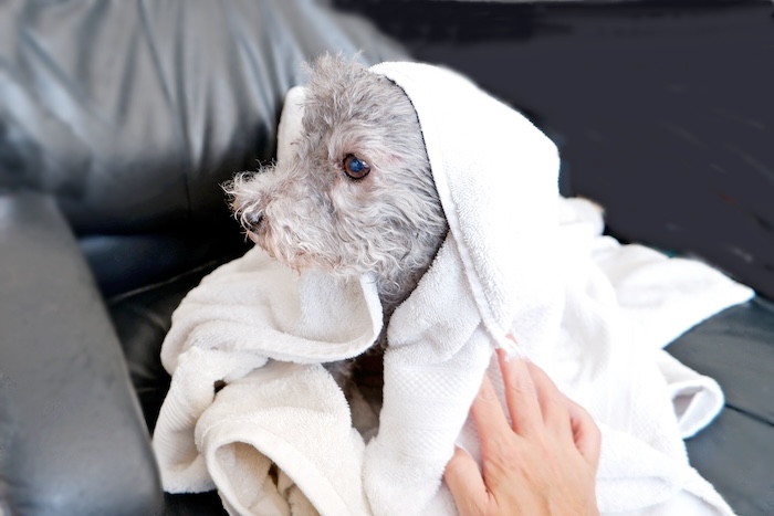梅雨の季節は要注意! 犬の皮膚トラブル対策