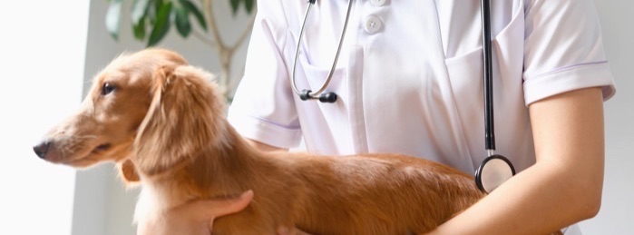 梅雨の季節は要注意! 犬の皮膚トラブル対策