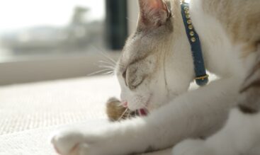 猫の「抜け毛シーズン」春〜初夏のグルーミング対策
