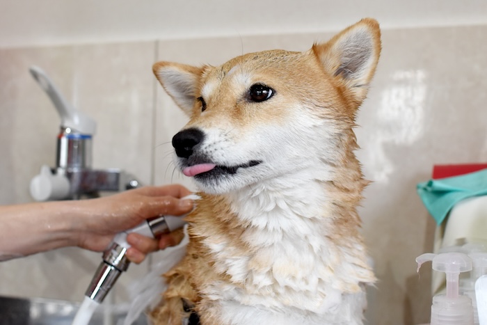 梅雨の季節は要注意! 犬の皮膚トラブル対策
