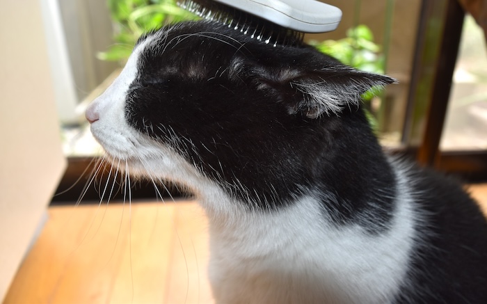 猫の「抜け毛シーズン」春〜初夏のグルーミング対策