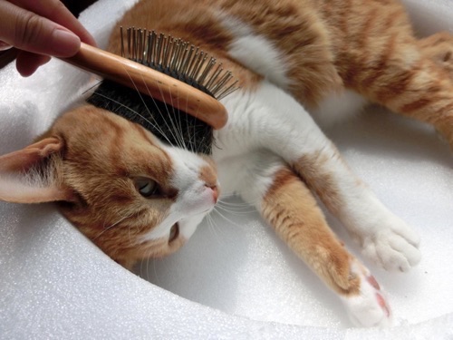 猫の熱中症対策