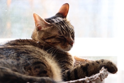 猫の熱中症対策