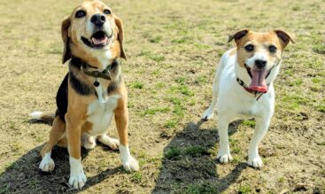 犬の皮膚トラブルに注意!梅雨明け〜夏に多い症状とケア方法