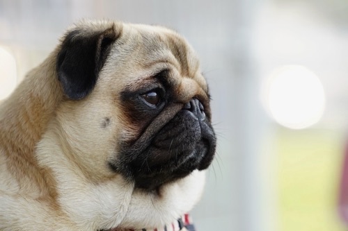 犬の皮膚トラブルに注意