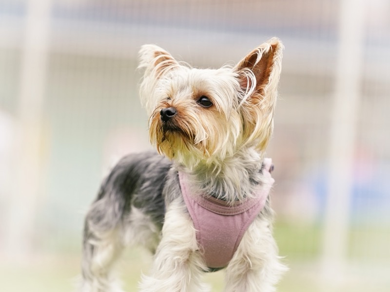 夏に気をつけたい犬の健康トラブルと対策