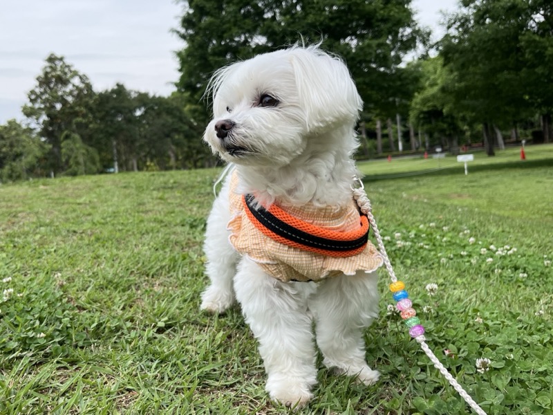 夏に気をつけたい犬の健康トラブルと対策