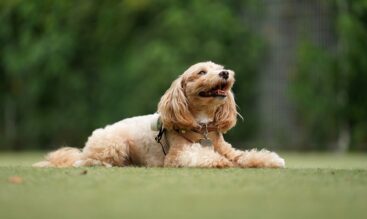 夏に気をつけたい犬の健康トラブルと対策