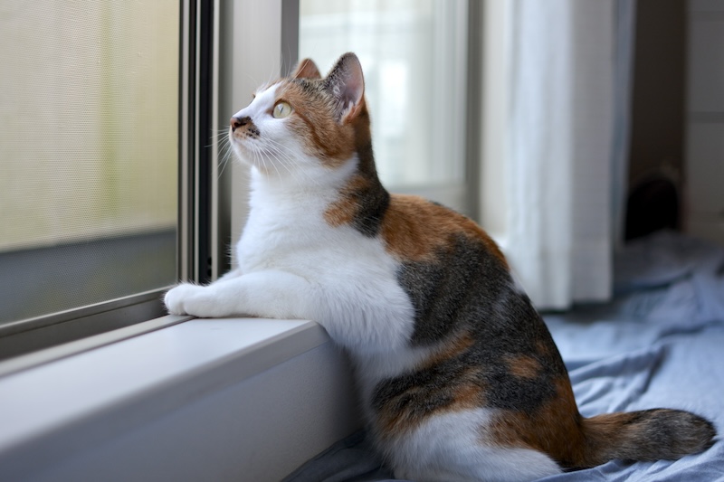 夏から秋に気をつけたい猫の健康管理|換毛期・寒暖差・マダニ対策